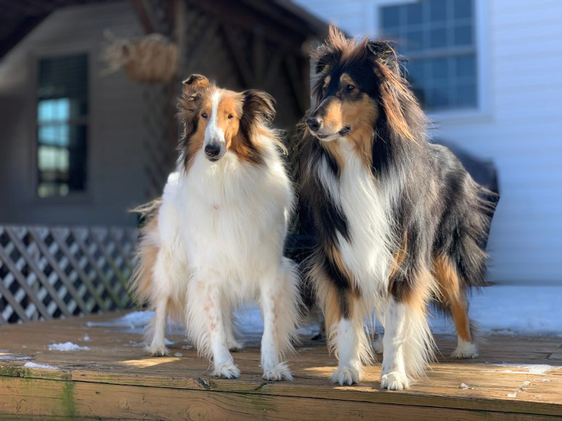 Sable-headed white and tri-color rough collies