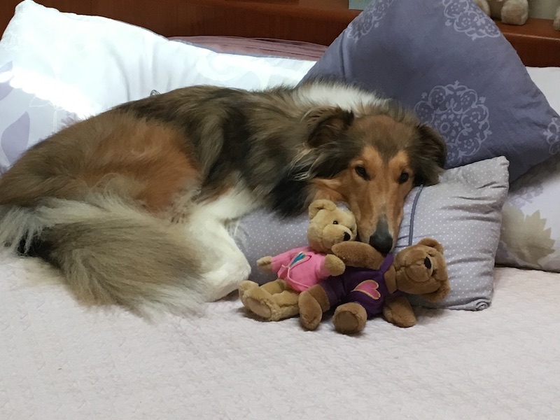Collie with Stuffed Toys