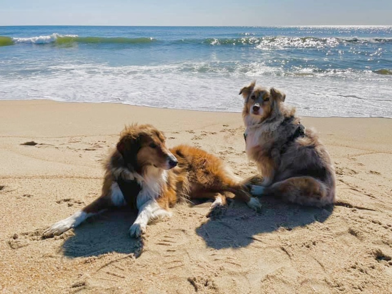 Adopted Collies