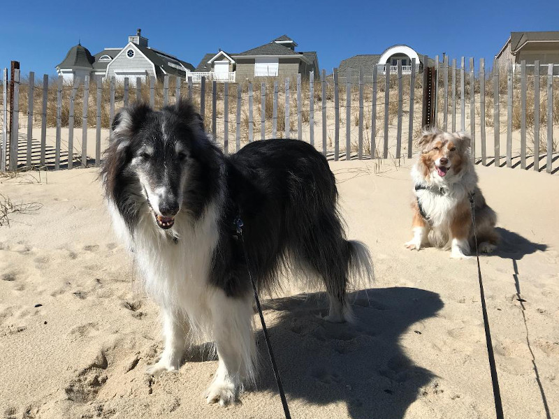 Pal and Snickers on the beach
