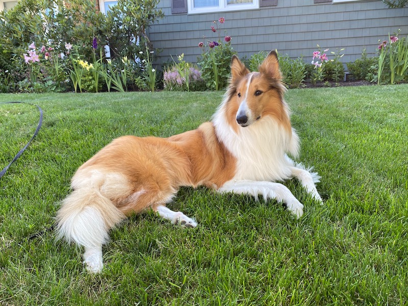 Collie in yard