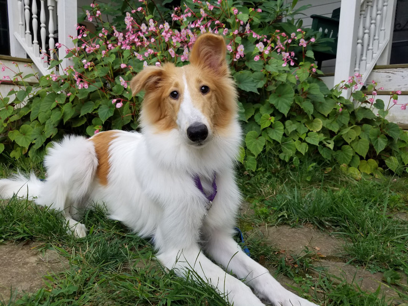 Collie laying on the lawn