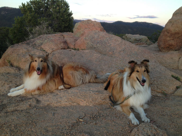 Related Links - Collie Rescue, Inc