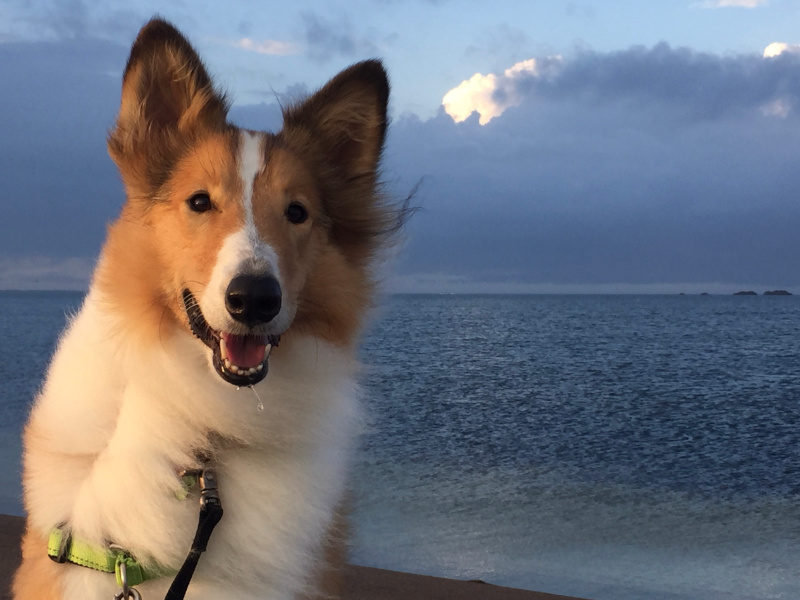 Collie by the Gulf