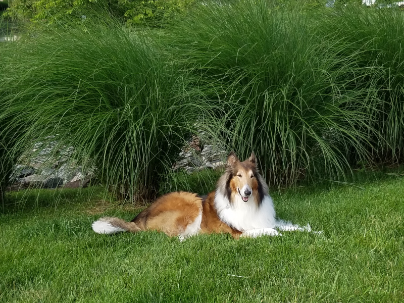 Tango laying on the grass