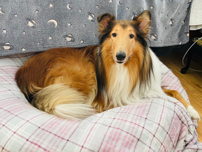 Rehoming a Collie - Collie Rescue, Inc